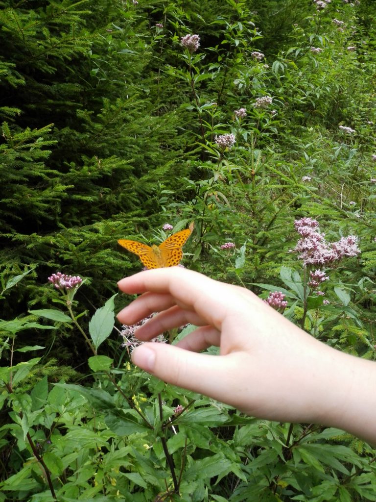 motýle na ruke v čutkovskej doline