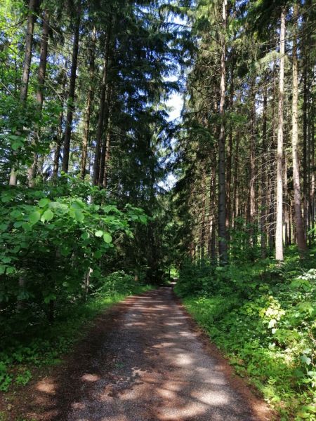 Cesta na Likavský hrad vedie aj cez les
